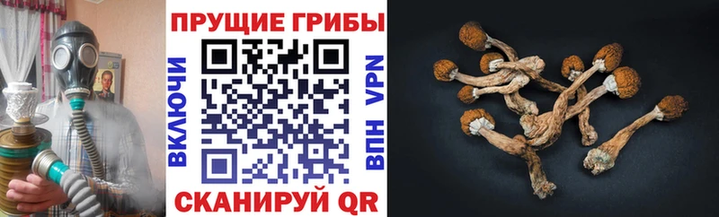 Купить закладки  Североуральск  Псилоцибиновые грибы Magic Shrooms 